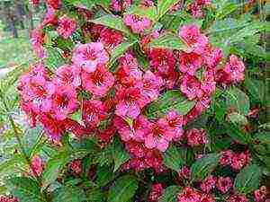 weigela eva ratke planting and care in the open field