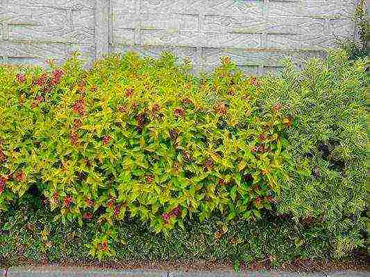 weigela eva ratke planting and care in the open field