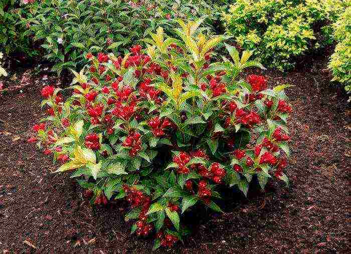 weigela eva ratke planting and care in the open field