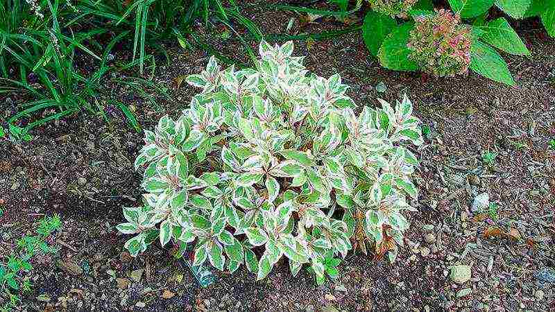 weigela how to propagate planting and care in the open field