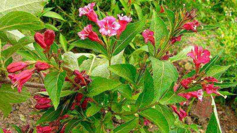 weigela วิธีขยายพันธุ์การปลูกและดูแลในทุ่งโล่ง