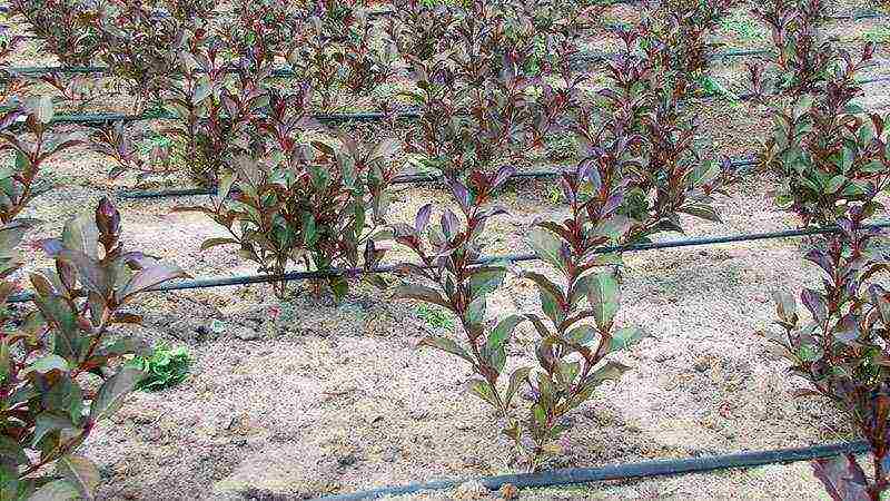 weigela how to propagate planting and care in the open field