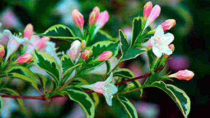 weigela how to propagate planting and care in the open field