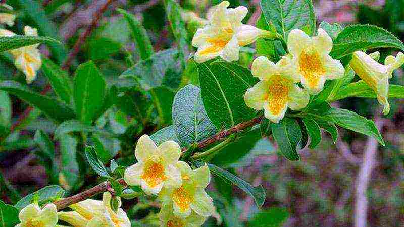 weigela วิธีการขยายพันธุ์การปลูกและดูแลในทุ่งโล่ง