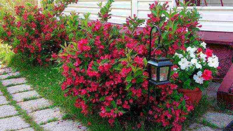 weigela how to propagate planting and care in the open field