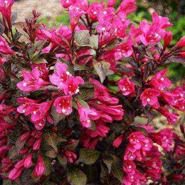 weigela วิธีการขยายพันธุ์การปลูกและดูแลในทุ่งโล่ง