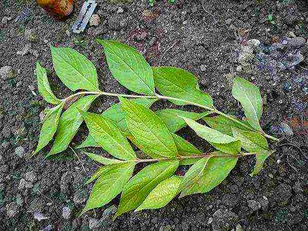 weigela how to propagate planting and care in the open field