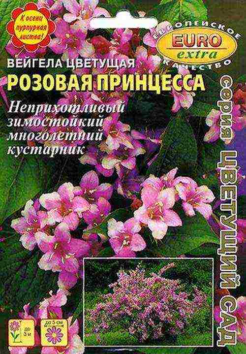 weigela วิธีการขยายพันธุ์การปลูกและดูแลในทุ่งโล่ง