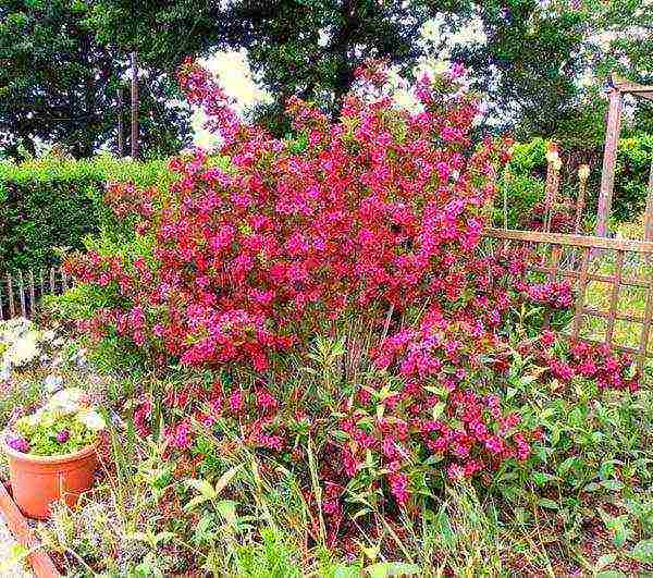 weigela วิธีขยายพันธุ์การปลูกและดูแลในทุ่งโล่ง