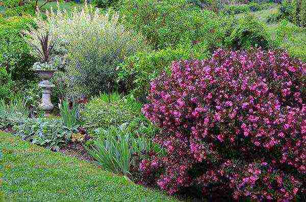 weigela how to propagate planting and care in the open field