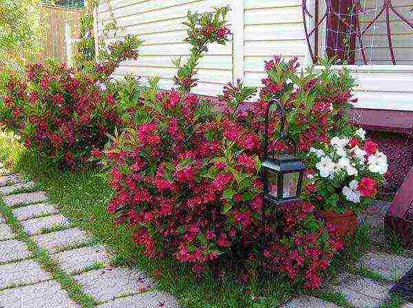 weigela how to propagate planting and care in the open field