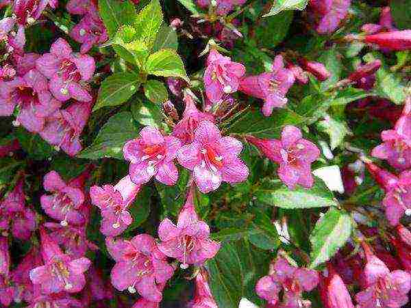 weigela วิธีขยายพันธุ์การปลูกและดูแลในทุ่งโล่ง