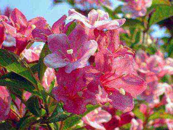 weigela วิธีการขยายพันธุ์การปลูกและดูแลในทุ่งโล่ง