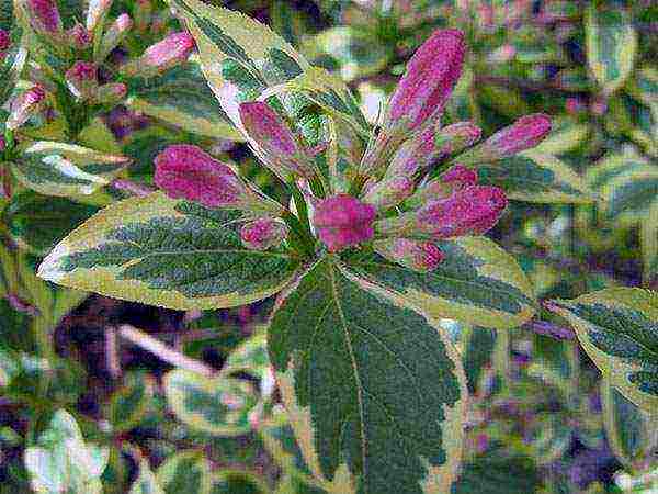 weigela วิธีขยายพันธุ์การปลูกและดูแลในทุ่งโล่ง