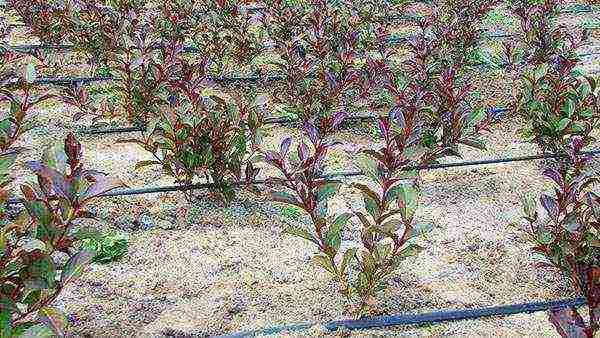 weigela how to propagate planting and care in the open field