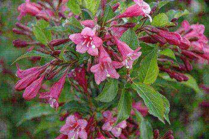 weigela nana variegata การปลูกและดูแลในทุ่งโล่ง