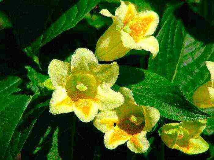 weigela nana variegata planting and care in the open field