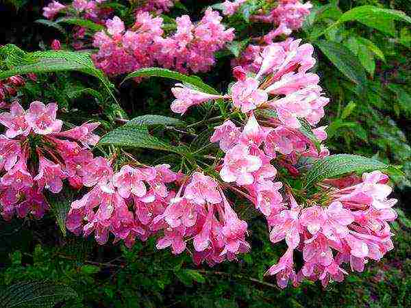 weigela nana variegata การปลูกและดูแลในทุ่งโล่ง