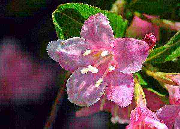 weigela nana variegata การปลูกและดูแลในทุ่งโล่ง