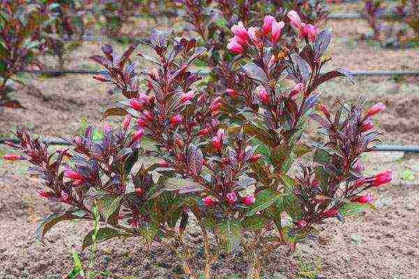 weigela nana variegata na pagtatanim at pangangalaga sa bukas na bukid