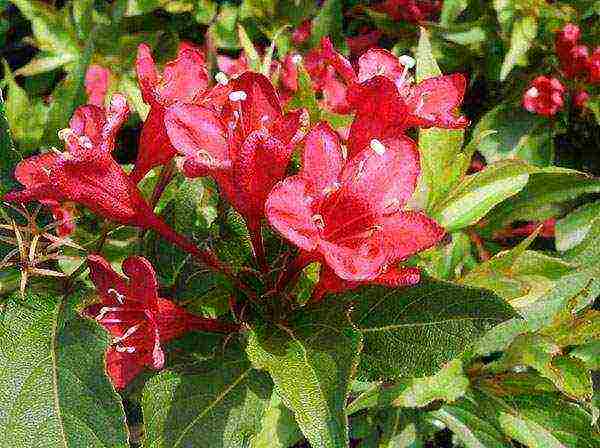 weigela nana variegata การปลูกและดูแลในทุ่งโล่ง