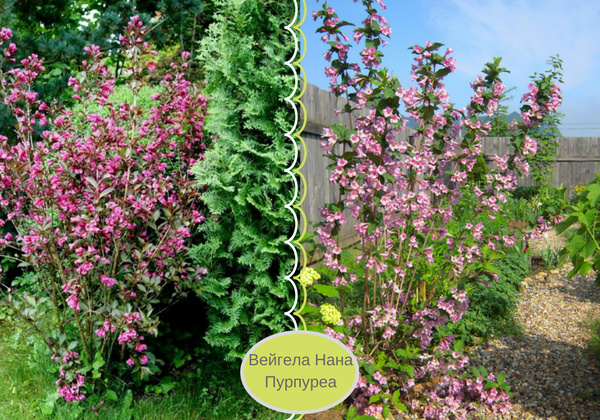 weigela nana variegata planting and care in the open field