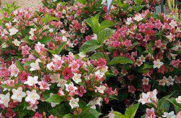 weigela nana variegata การปลูกและดูแลในทุ่งโล่ง