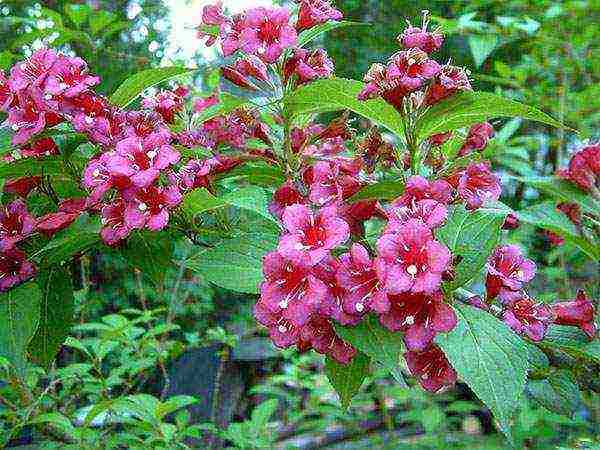 weigela nana variegata การปลูกและดูแลในทุ่งโล่ง