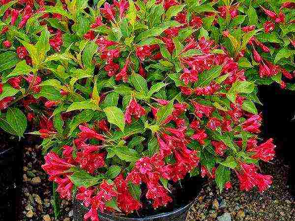 weigela nana variegata การปลูกและดูแลในทุ่งโล่ง