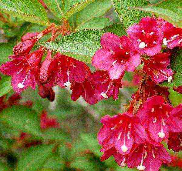 weigela nana variegata การปลูกและดูแลในทุ่งโล่ง