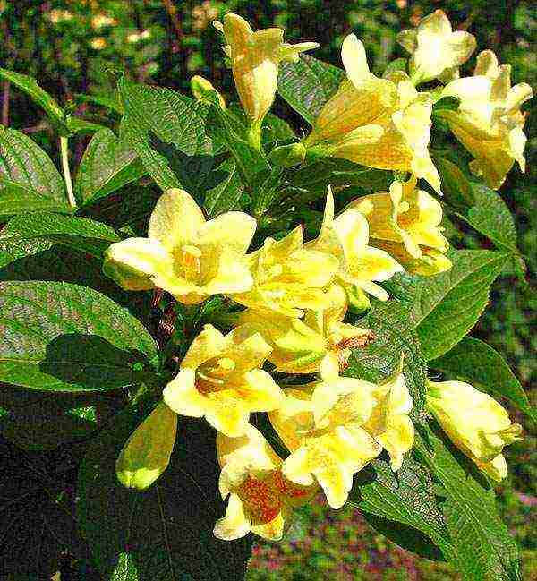 weigela nana variegata การปลูกและดูแลในทุ่งโล่ง