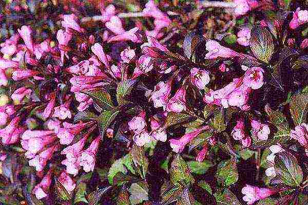 weigela nana variegata การปลูกและดูแลในทุ่งโล่ง