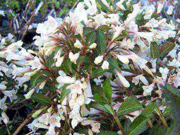 weigela nana variegata การปลูกและดูแลในทุ่งโล่ง