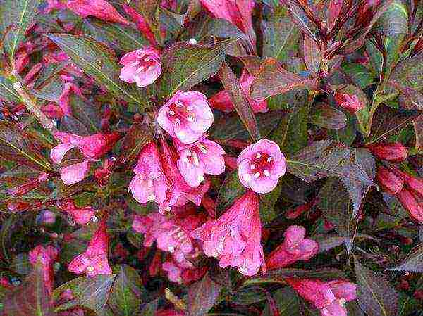 weigela nana variegata การปลูกและดูแลในทุ่งโล่ง