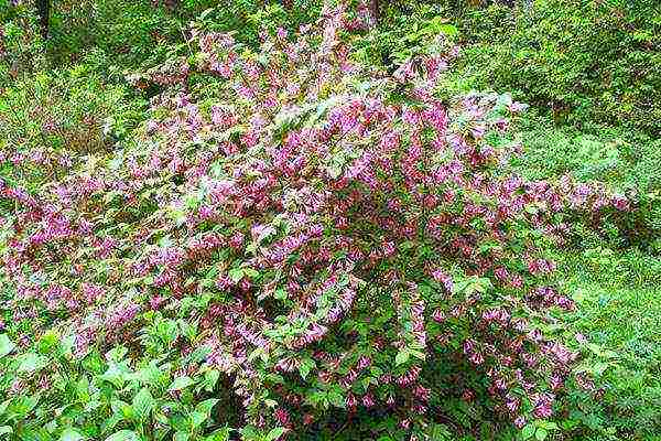 weigela nana variegata การปลูกและดูแลในทุ่งโล่ง