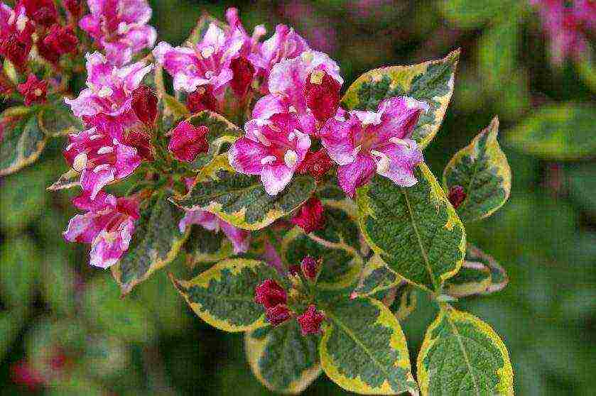 weigela nana variegata planting and care in the open field