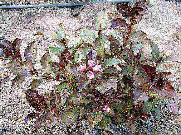 weigela nana variegata การปลูกและดูแลในทุ่งโล่ง