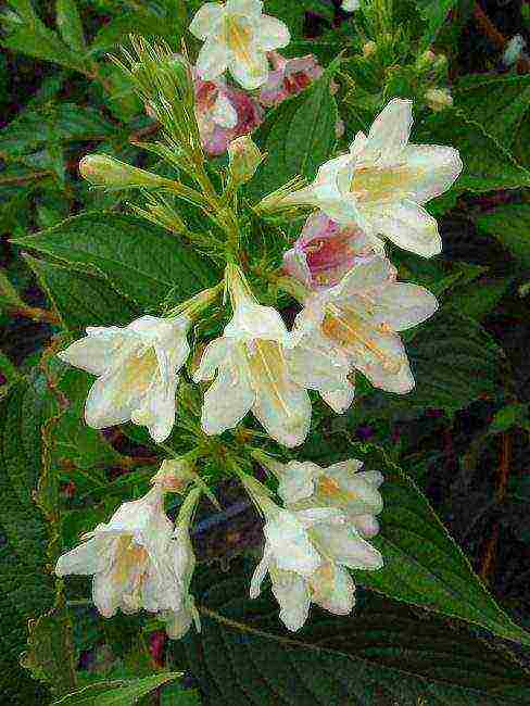 weigela nana variegata การปลูกและดูแลในทุ่งโล่ง