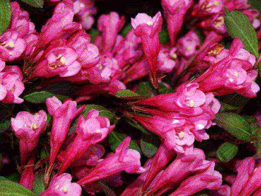 weigela nana variegata na pagtatanim at pangangalaga sa bukas na bukid