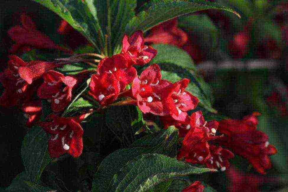 weigela nana variegata planting and care in the open field