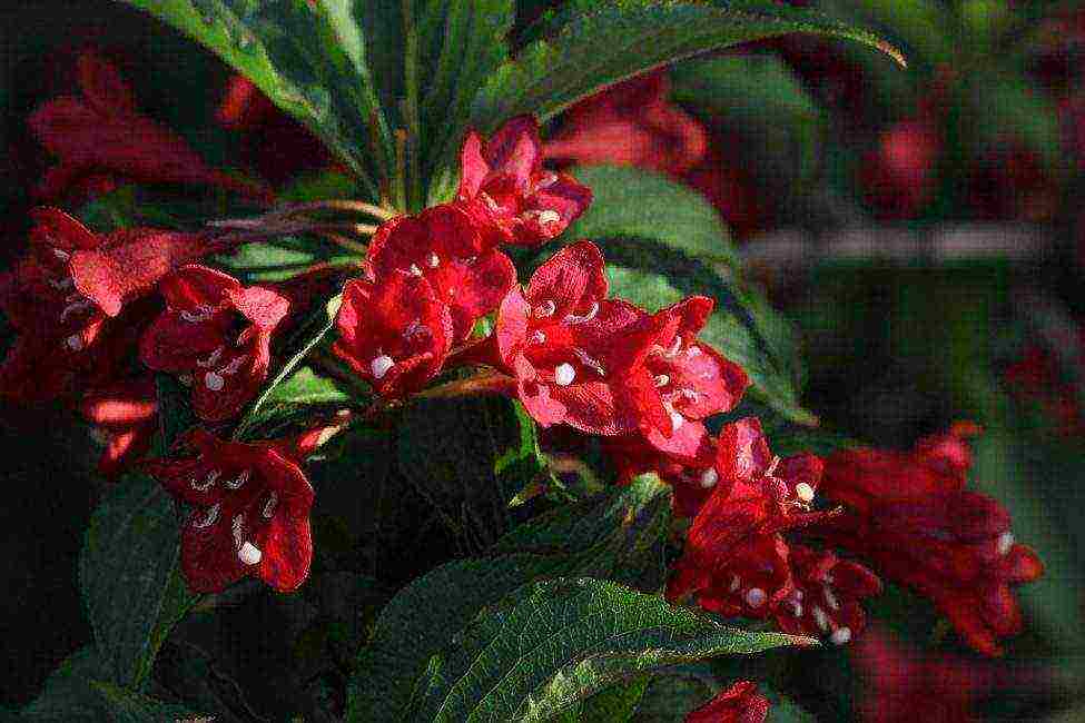 weigela nana variegata การปลูกและดูแลในทุ่งโล่ง