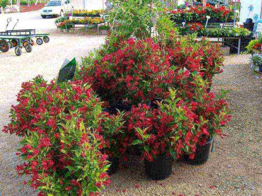 weigela nana variegata planting and care in the open field