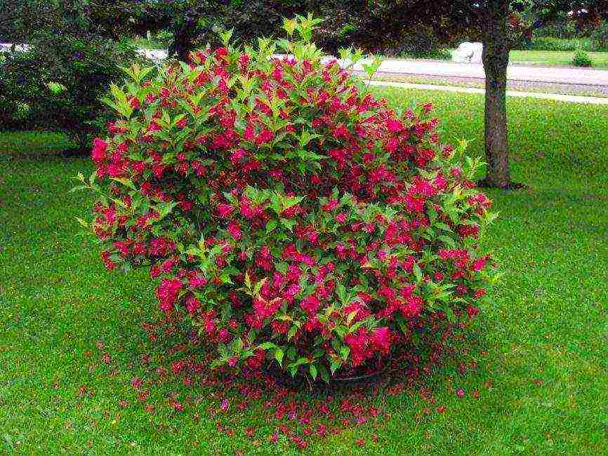 weigela nana variegata การปลูกและดูแลในทุ่งโล่ง