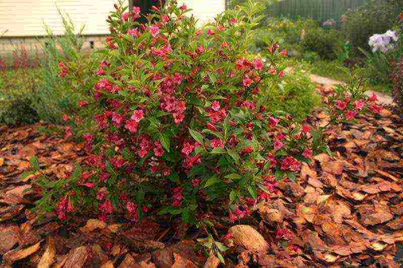 weigela nana variegata การปลูกและดูแลในทุ่งโล่ง