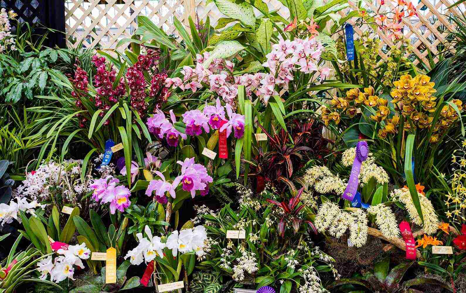 types and varieties of orchids grown at home