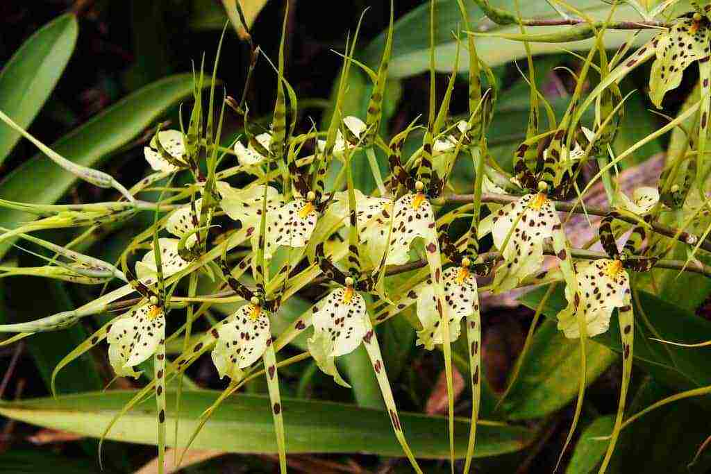 mga uri at pagkakaiba-iba ng mga orchid na lumaki sa bahay