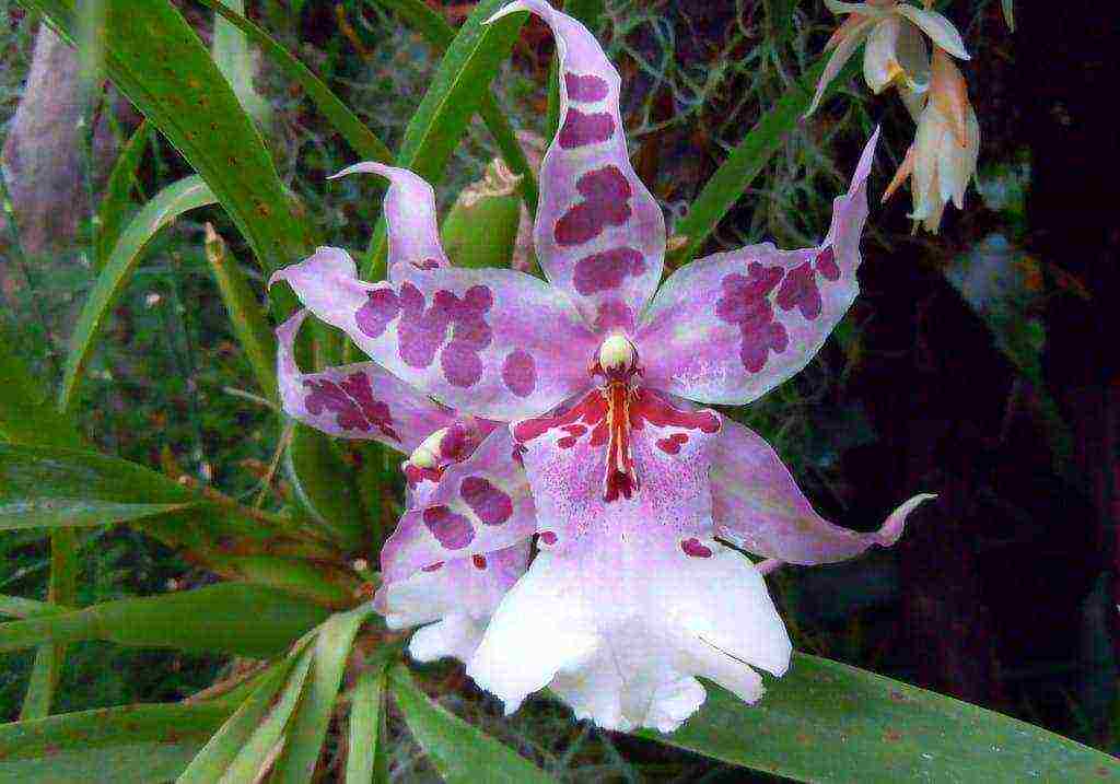 mga uri at pagkakaiba-iba ng mga orchid na lumaki sa bahay