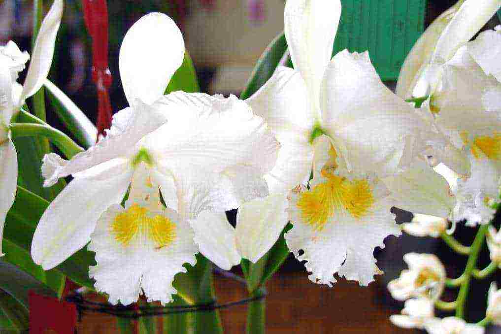 types and varieties of orchids grown at home