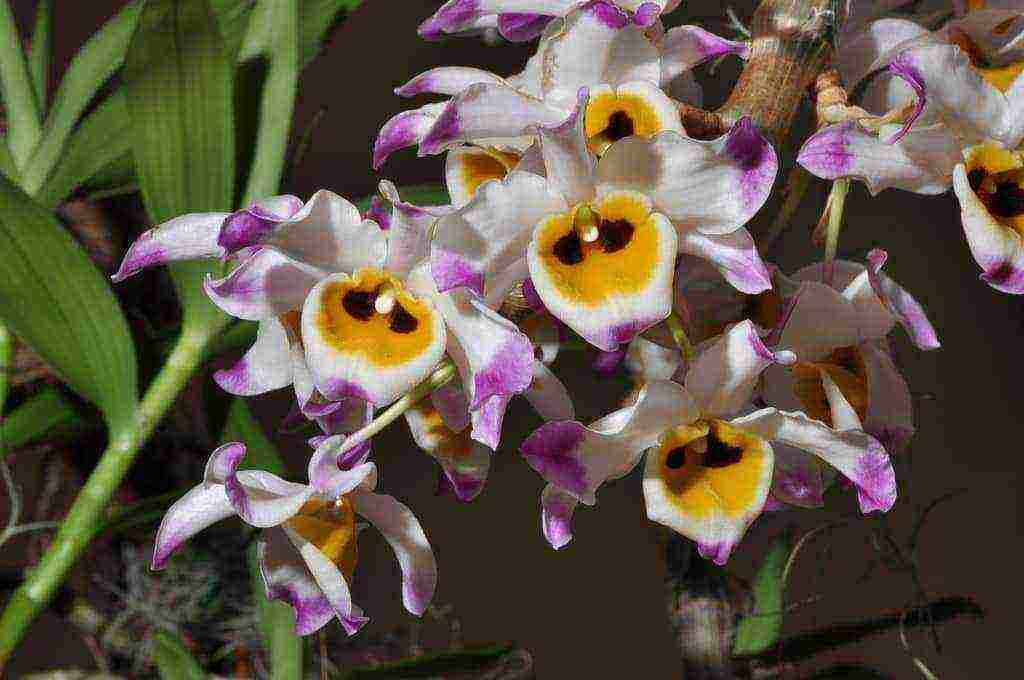 types and varieties of orchids grown at home