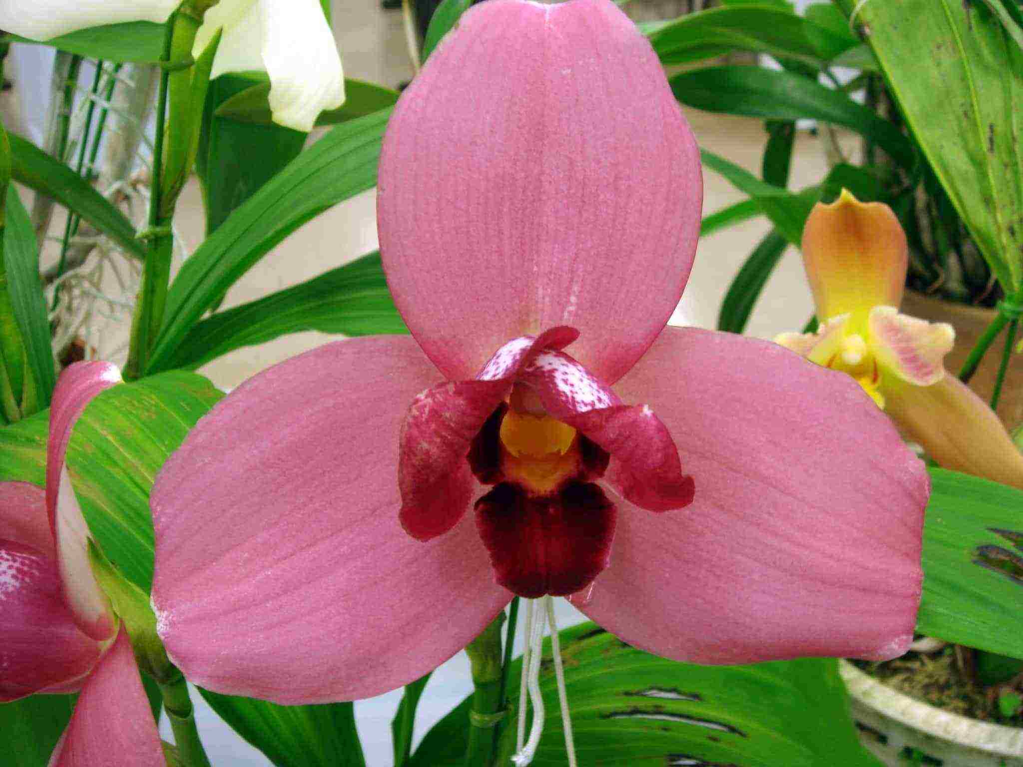 types and varieties of orchids grown at home